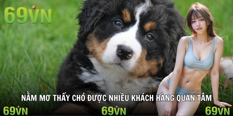 nam mo thay cho tong quan Nằm mơ thấy chó được nhiều khách hàng quan tâm